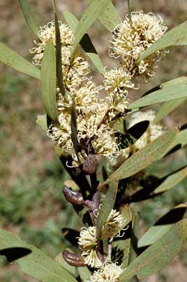 APII jpeg image of Hakea salicifolia  © contact APII