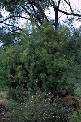 APII jpeg image of Hakea drupacea  © contact APII