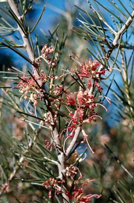 APII jpeg image of Hakea verrucosa  © contact APII