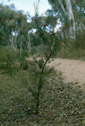 APII jpeg image of Hakea verrucosa  © contact APII