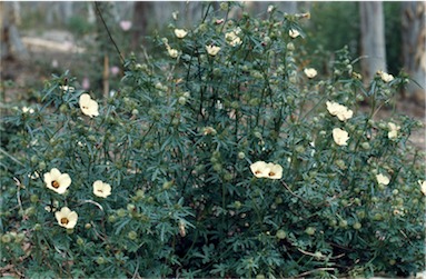 APII jpeg image of Hibiscus trionum  © contact APII