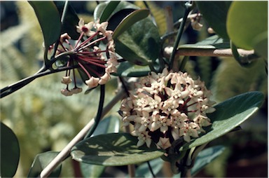 APII jpeg image of Hoya australis subsp. australis  © contact APII