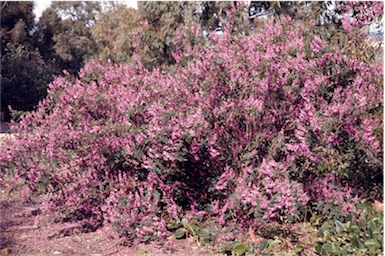 APII jpeg image of Indigofera australis  © contact APII