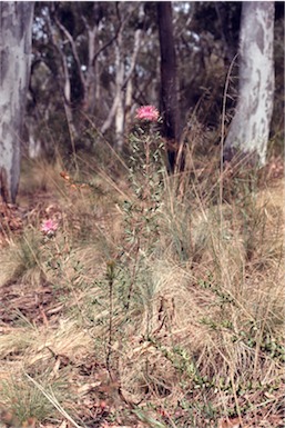 APII jpeg image of Isopogon dubius  © contact APII