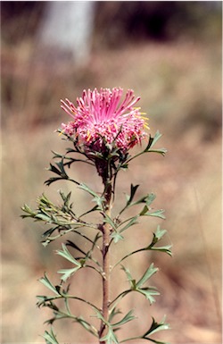 APII jpeg image of Isopogon dubius  © contact APII