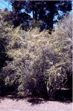 APII jpeg image of Melaleuca acuminata subsp. acuminata  © contact APII