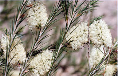 APII jpeg image of Melaleuca armillaris subsp. armillaris  © contact APII