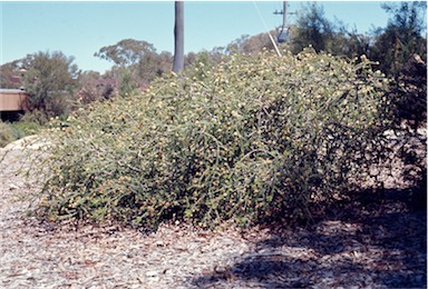 APII jpeg image of Melaleuca densa  © contact APII