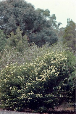 APII jpeg image of Melaleuca squarrosa  © contact APII