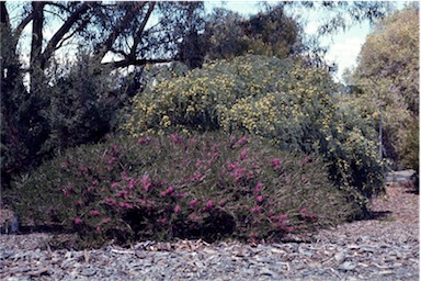 APII jpeg image of Melaleuca wilsonii  © contact APII