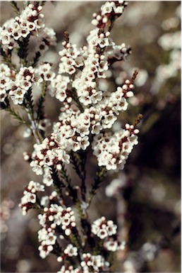 APII jpeg image of Micromyrtus ciliata  © contact APII