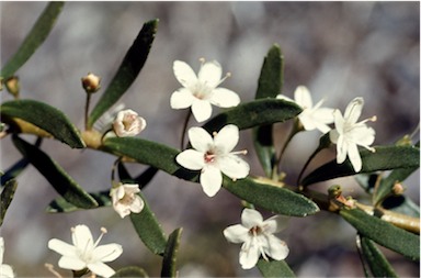 APII jpeg image of Myoporum parvifolium  © contact APII