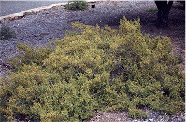 APII jpeg image of Persoonia oxycoccoides  © contact APII