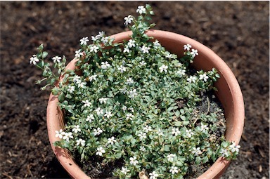 APII jpeg image of Lobelia pedunculata  © contact APII