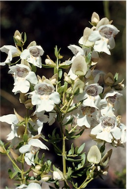 APII jpeg image of Prostanthera striatiflora  © contact APII