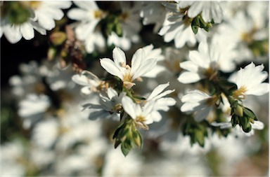 APII jpeg image of Scaevola albida  © contact APII