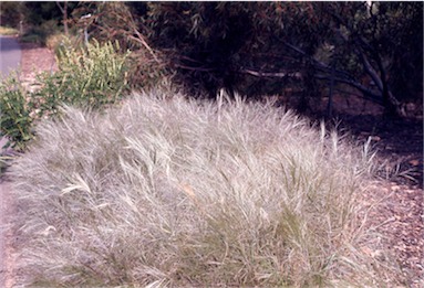 APII jpeg image of Austrostipa elegantissima  © contact APII