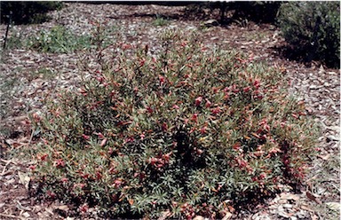 APII jpeg image of Eremophila maculata  © contact APII