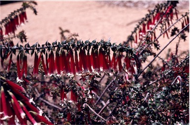 APII jpeg image of Epacris longiflora  © contact APII