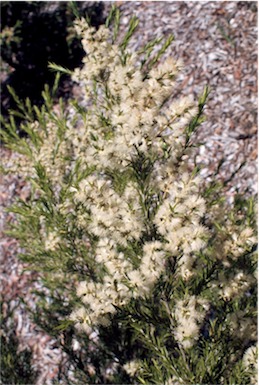 APII jpeg image of Melaleuca bracteata  © contact APII