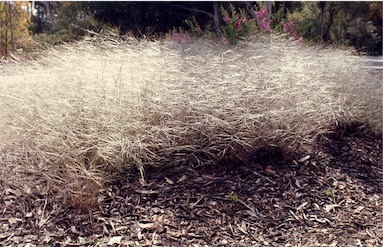 APII jpeg image of Austrostipa elegantissima  © contact APII