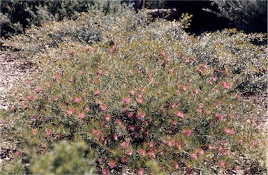 APII jpeg image of Grevillea longifolia  © contact APII