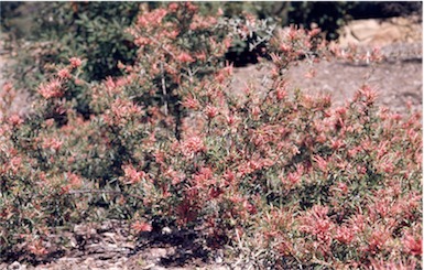 APII jpeg image of Grevillea juniperina subsp. allojohnsonii  © contact APII