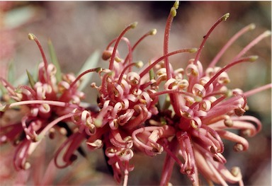 APII jpeg image of Grevillea juniperina subsp. allojohnsonii  © contact APII