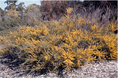 APII jpeg image of Acacia lineata  © contact APII