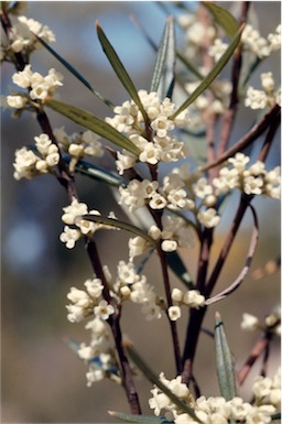 APII jpeg image of Logania albiflora  © contact APII