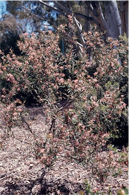 APII jpeg image of Grevillea quinquenervis  © contact APII