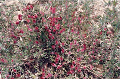 APII jpeg image of Darwinia taxifolia subsp. macrolaena  © contact APII