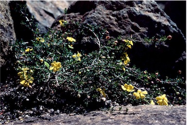 APII jpeg image of Hibbertia pedunculata  © contact APII