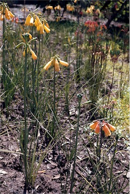 APII jpeg image of Blandfordia grandiflora  © contact APII