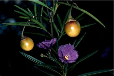 APII jpeg image of Solanum linearifolium  © contact APII