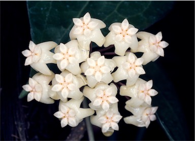 APII jpeg image of Hoya pottsii  © contact APII