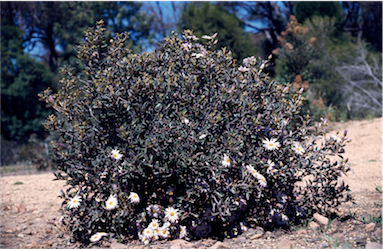 APII jpeg image of Olearia tomentosa  © contact APII