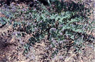 APII jpeg image of Veronica perfoliata  © contact APII