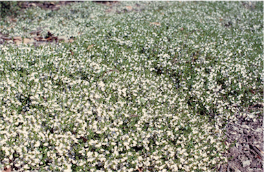 APII jpeg image of Scaevola albida  © contact APII