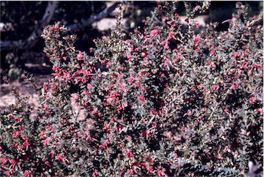 APII jpeg image of Grevillea baueri  © contact APII