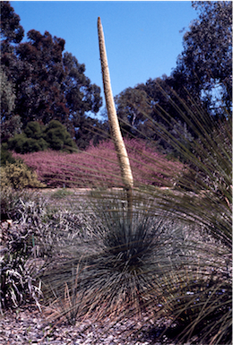 APII jpeg image of Xanthorrhoea glauca subsp. angustifolia  © contact APII