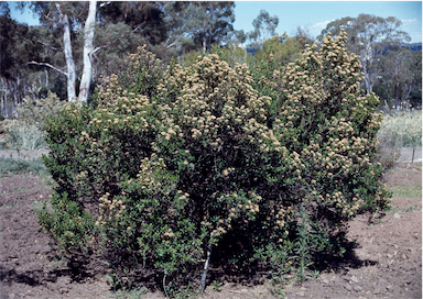 APII jpeg image of Ozothamnus antennaria  © contact APII