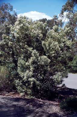 APII jpeg image of Prostanthera lasianthos  © contact APII