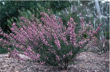 APII jpeg image of Kunzea affinis  © contact APII