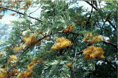 APII jpeg image of Grevillea robusta  © contact APII