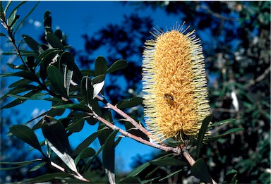 APII jpeg image of Banksia integrifolia subsp. integrifolia  © contact APII