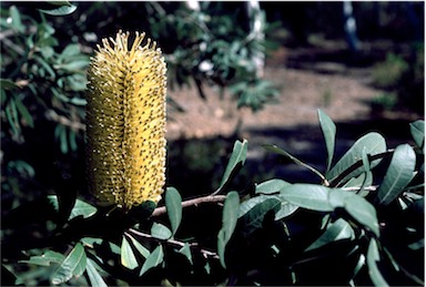 APII jpeg image of Banksia integrifolia  © contact APII