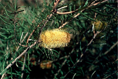 APII jpeg image of Banksia marginata  © contact APII