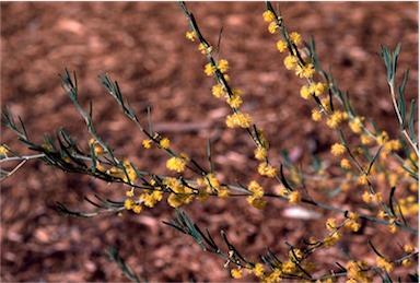 APII jpeg image of Acacia flexifolia  © contact APII