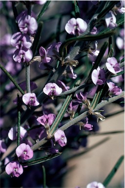 APII jpeg image of Hovea asperifolia subsp. asperifolia  © contact APII